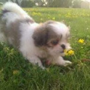 Meet your Posher, Donna